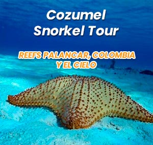 Snorkel Tour in Cozumel Reefs Palancar, Colombia y El Cielo